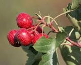hawthorn berry improves erections