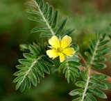 tribulus terrestris boosts testosterone production